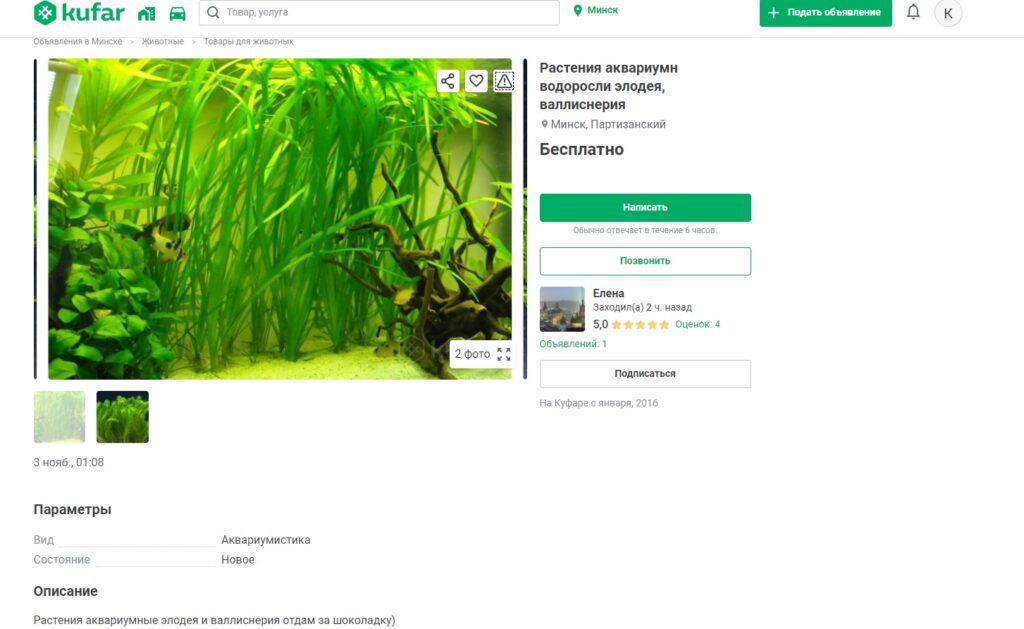 Валлиснерия
